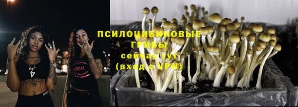 PSILOCYBIN Дмитриев